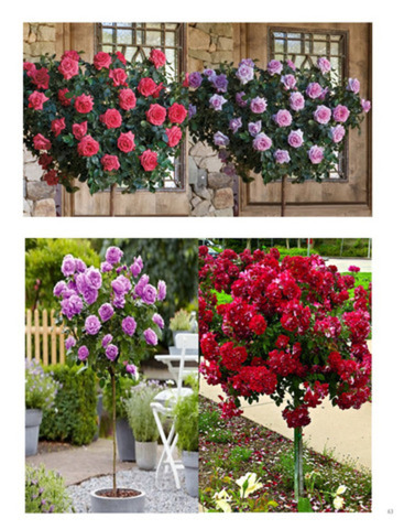 Trandafiri parfumatii,pomisor,urcatori-10+5 gratis - Imagine 3
