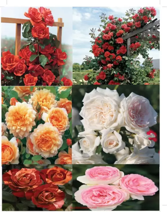 Trandafiri parfumatii,pomisor,urcatori-10+5 gratis - 4
