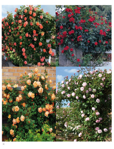 Trandafiri parfumatii,pomisor,urcatori-10+5 gratis - Imagine 5