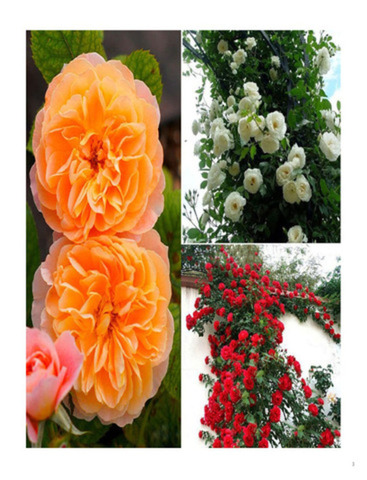 Trandafiri parfumatii,pomisor,urcatori-10+5 gratis - Imagine 7