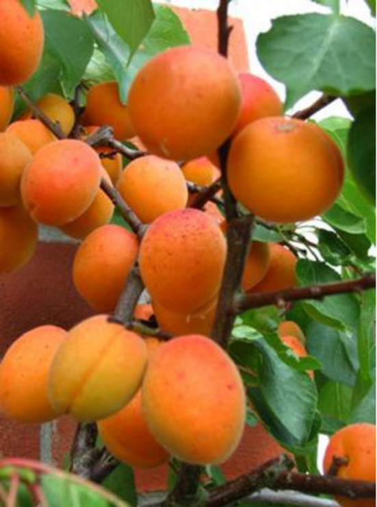Pomi fructiferi meri,peri,caisi 10+5 gratis anul2 - 7