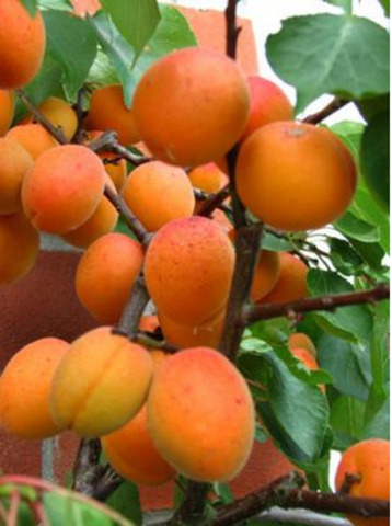 Pomi fructiferi meri,peri,caisi 10+5 gratis anul2 - Imagine 7
