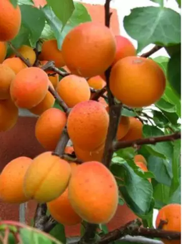 Pomi fructiferi meri,peri,caisi 10+5 gratis anul2