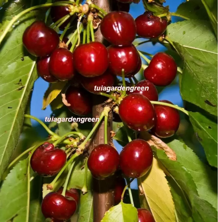 Pomi columnari pitici,caisi,nectarin-10+5 gratis - 10