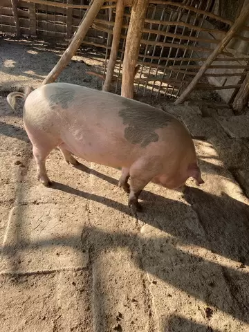 Porc pentru sacrificat