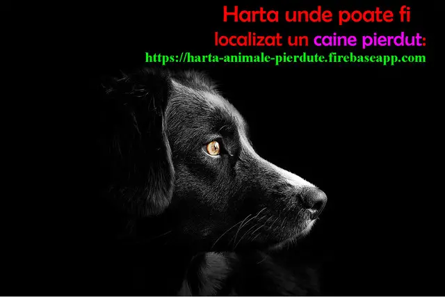 Animale pierdute si animale gasite - harta nationala cu localizarea
