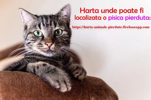 Animale pierdute si animale gasite - harta nationala cu localizarea