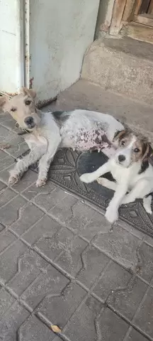 Vand catelusa FOX-TERRIER