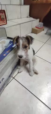 Vand catelusa FOX-TERRIER