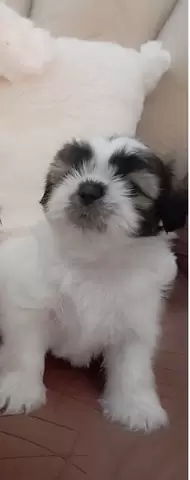 Shih tzu de vanzare