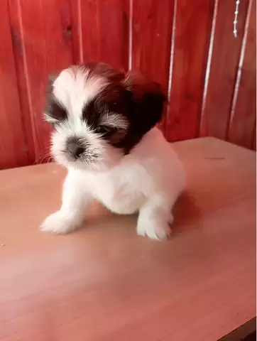 Shih tzu de vanzare