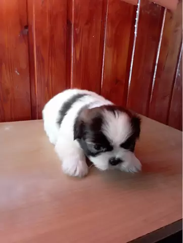 Shih tzu de vanzare