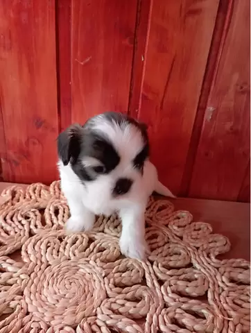 Shih tzu de vanzare