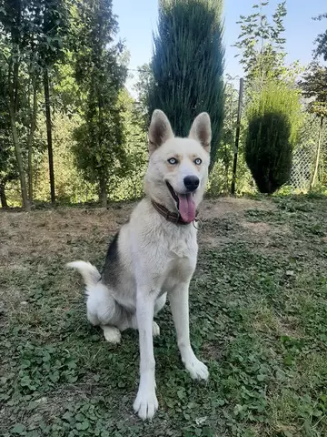 Husky de vanzare