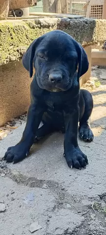 Catei Cane Corso