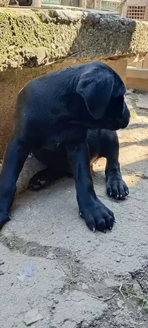 Catei Cane Corso