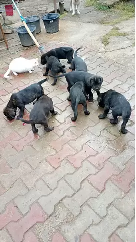 Catei Cane Corso