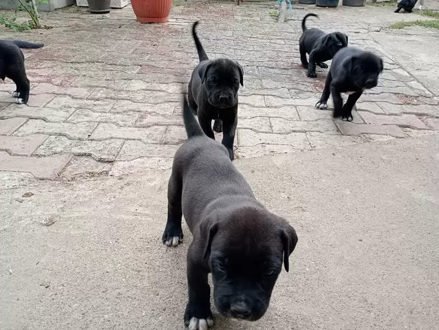 Catei Cane Corso