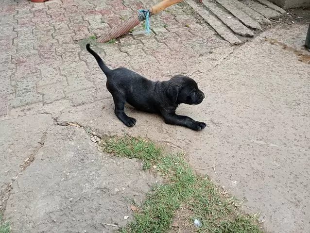 Catei Cane Corso