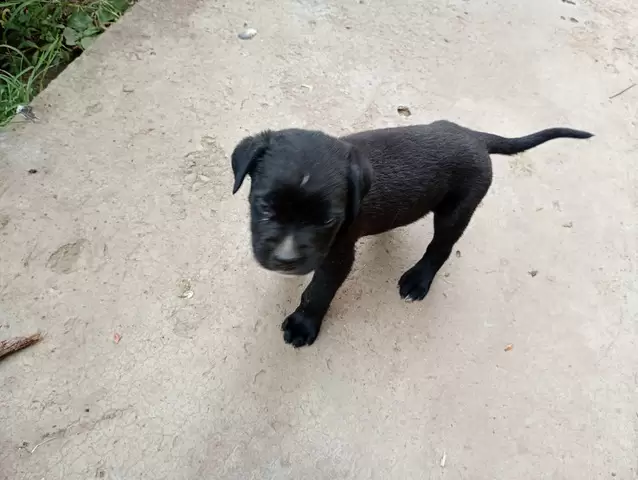 Catei Cane Corso