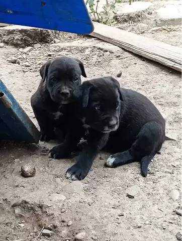 Catei Cane Corso