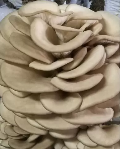 Ciupercarie pleurotus