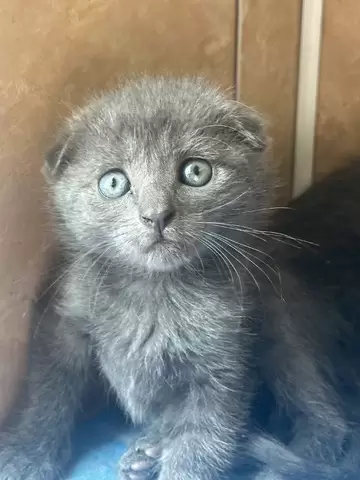 Pisica British Shorthair