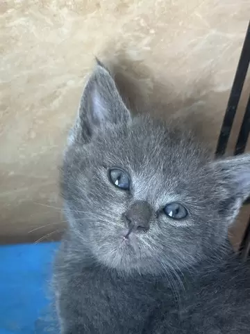 Pisica British Shorthair