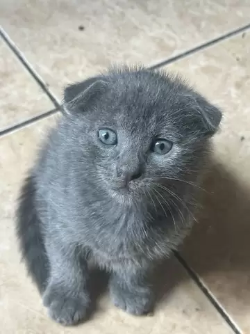 Pisica British Shorthair