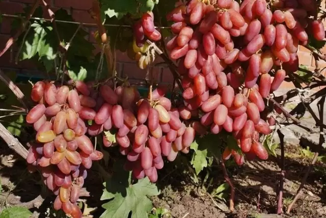 Butasi Vie Soiul Preobrajenie Si Alte Soiuri