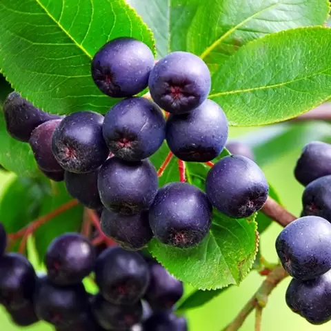 Butasi Aronia Soiul Viking