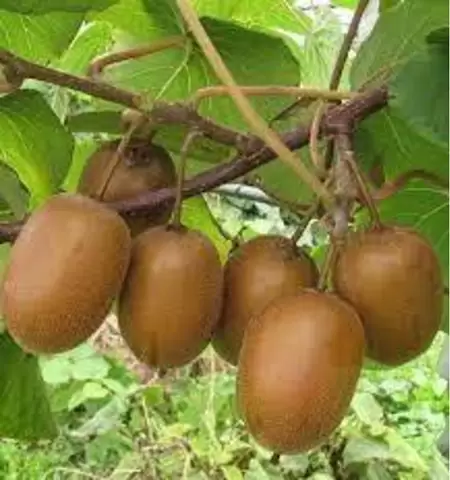 Kiwi Jenny (Actinidia Delicioasa )