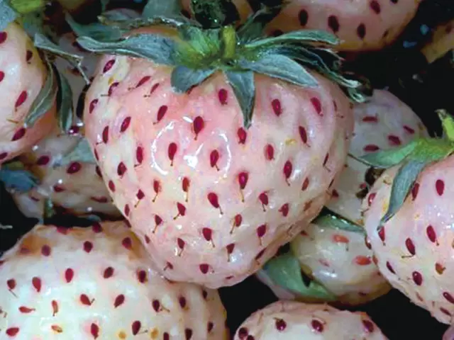 Stoloni Capsuni Soiul Pineberry  Si Alte Soiuri