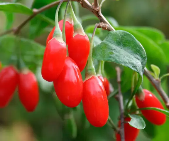 Butasi Goji Soiul Sweet Si Alte Soiuri