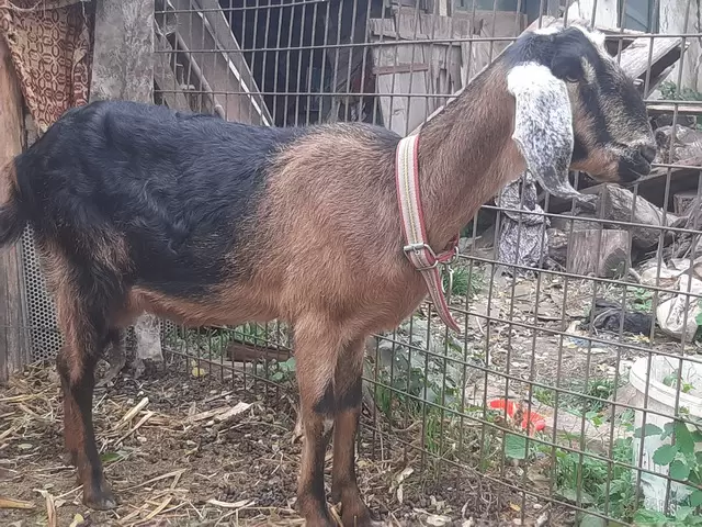 Capra si tap anglonubian de vanzare.