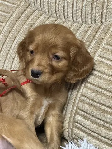 Catei cocker spaniel