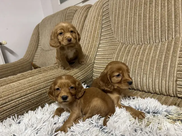 Catei cocker spaniel