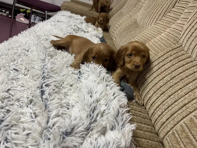 Catei cocker spaniel