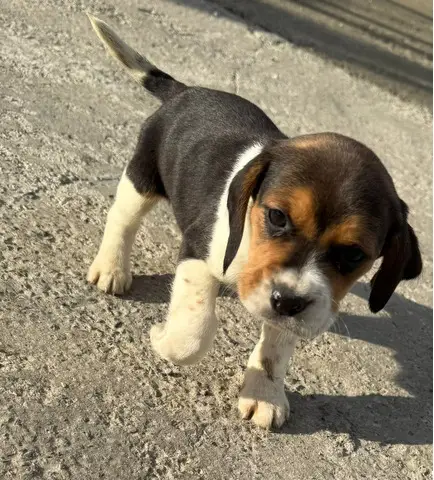 Pui beagle deparazitat