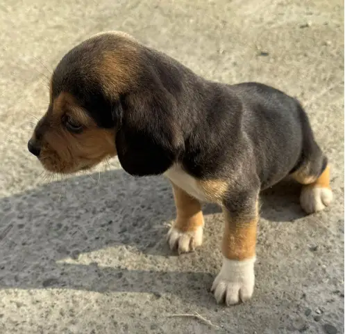 Pui beagle deparazitat