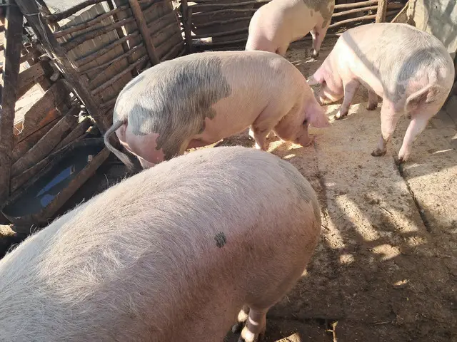 Porci vinzare