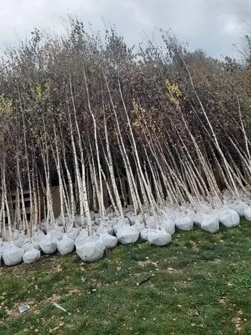 Copaci ornamentalii
