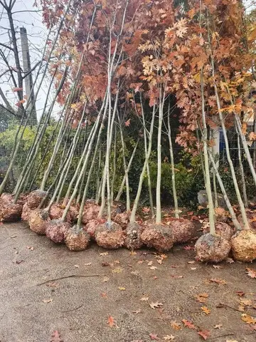 Copaci ornamentalii
