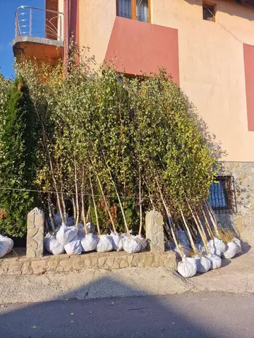 Copaci ornamentalii