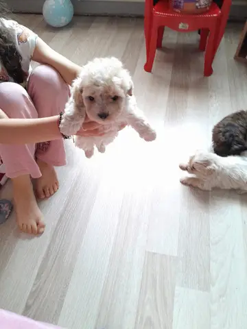 Vand catei dragalasi