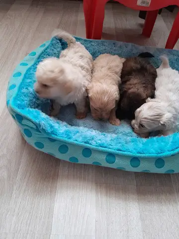 Vand catei dragalasi