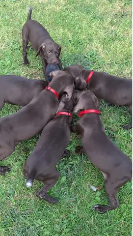 Vind catelusi Brac German