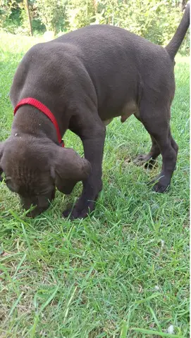 Vind catelusi Brac German