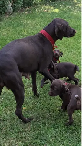 Vind catelusi Brac German