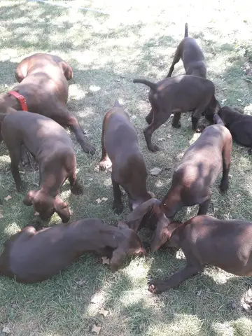 Vind catelusi Brac German